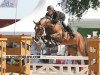 stallion Farfelu de Muze (Belgian Warmblood, 2005, from Quel Hero de Muze)