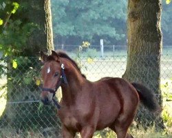 horse Fuego Z (Zangersheide riding horse, 2019, from Farfelu de Muze)