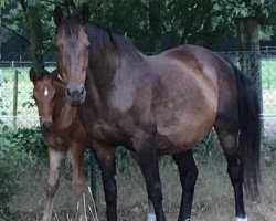 broodmare Prestige Z (Zangersheide riding horse, 2000, from Puccini)