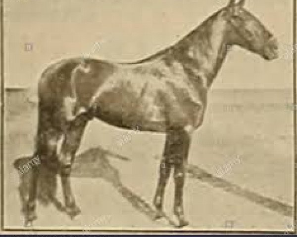 Deckhengst MURREY M (Amerikanischer Traber, 1894, von HAMBLETONIAN WILKES (US))