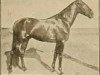 Deckhengst MURREY M (Amerikanischer Traber, 1894, von HAMBLETONIAN WILKES (US))