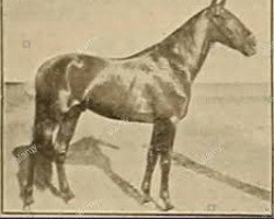 Deckhengst Murrey M (Amerikanischer Traber, 1894, von Hambletonian Wilkes (US))