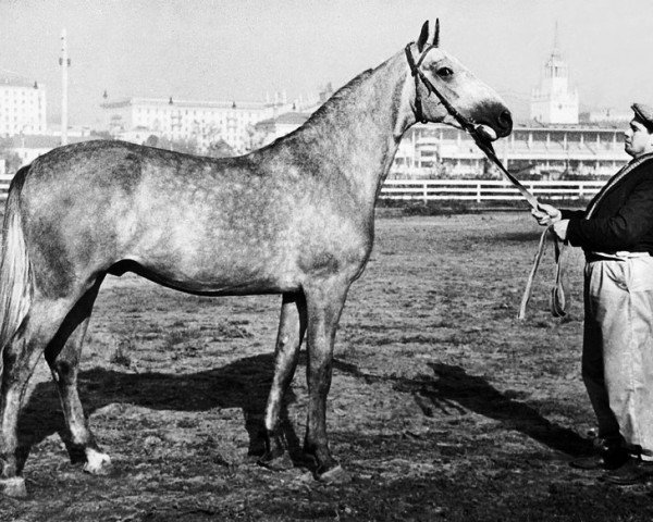 stallion Guzhok (RU) (Russian Trotter, 1959, from Zhest)