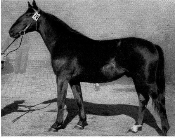 stallion Altmärker (Hanoverian, 1940, from Alparis)