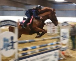 jumper Nashville's First Lady Wh (German Riding Pony, 2005, from Nashville WH)