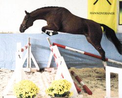 jumper Comtano (Hanoverian, 2015, from Comte)