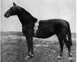 broodmare Schneerose (Mecklenburg, 1930, from Sherius)