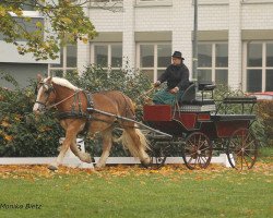 broodmare Rosalie (Rhenish-German Cold-Blood, 2016, from Nikolaus)