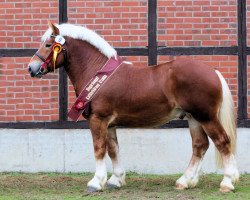 stallion Hans im Glück (Rhenish-German Cold-Blood, 2017, from Higgins)