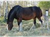 Zuchtstute Bill's Pride Bobbi (Clydesdale, 1999, von Fair Chance Sam)