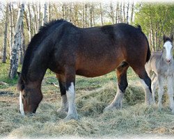 Zuchtstute Bill's Pride Bobbi (Clydesdale, 1999, von Fair Chance Sam)