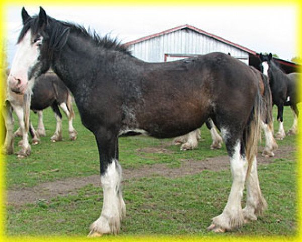 broodmare Bighorn Sydney (Clydesdale, 2013, from Sandy Ridge Maxton Edward)