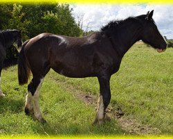 broodmare Bighorn Sarah Lee (Clydesdale, 2015, from Sandy Ridge Maxton Edward)