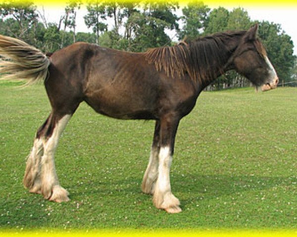 Zuchtstute Bighorn Caleigh (Clydesdale, 2013, von Sandy Ridge Maxton Edward)