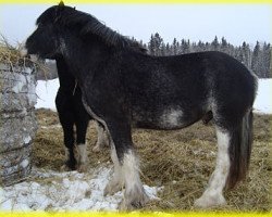 Deckhengst Bighorn Deke (Clydesdale, 2011, von Sandy Ridge Maxton Edward)