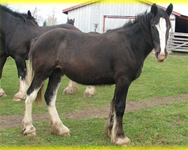 Zuchtstute Bighorn Tynielle (Clydesdale, 2013, von Sandy Ridge Maxton Edward)