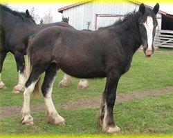 Zuchtstute Bighorn Tynielle (Clydesdale, 2013, von Sandy Ridge Maxton Edward)