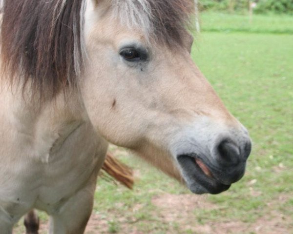 Pferd Twister (Fjordpferd, 1999, von Tristan)