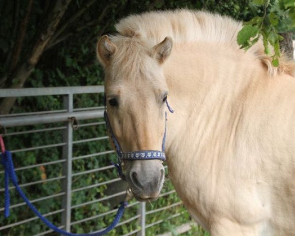 Pferd Taco (Fjordpferd,  , von Tristan)