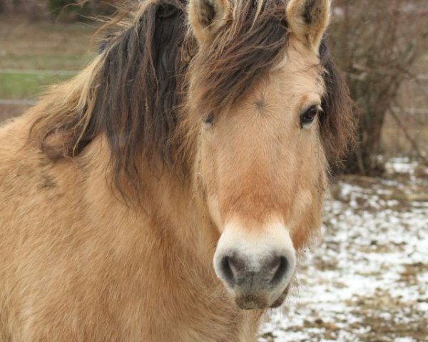 horse Cosima (Fjord Horse, 1998, from Tristan)