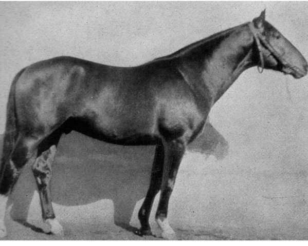 stallion Fernab (Hanoverian, 1944, from Fermor III)