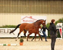 broodmare Florenciana 7 (Westphalian, 2011, from Florenciano 6)