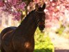 dressage horse Gina von Rocherath (Belgian Warmblood, 2006, from Nonstop)