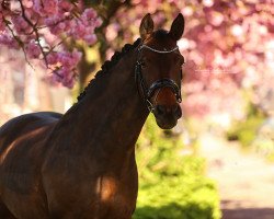 dressage horse Gina von Rocherath (Belgian Warmblood, 2006, from Nonstop)