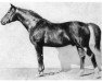 stallion Hexenschuss (Trakehner, 1924, from Dampfross)