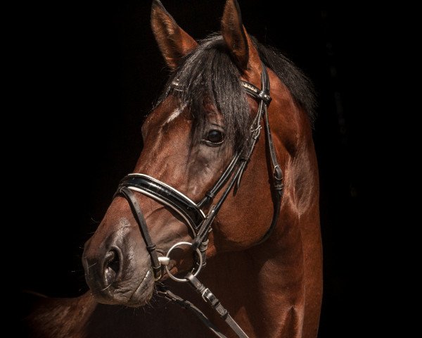 stallion Ganderas (Trakehner, 2016, from Banderas)
