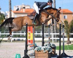 jumper SHW Candies B (anglo european sporthorse, 2010, from Chacco-Blue)