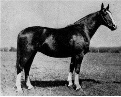 broodmare Anita von Münster (Westphalian, 1935, from Abd El Krim I 852)