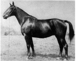 broodmare Harmonie von Nienberge (Westphalian, 1934, from Halt II)