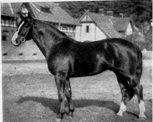 stallion Forsch II (Hanoverian, 1930, from Feiner Kerl)