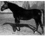 stallion Förster (Hanoverian, 1927, from Feiner Kerl)