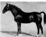 stallion Filmkoenig (Hanoverian, 1924, from Feiner Kerl)