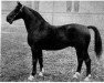 stallion Fesch (Hanoverian, 1935, from Feiner Kerl)