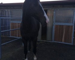 dressage horse Qua Polo (Holsteiner, 2007, from Quantum)