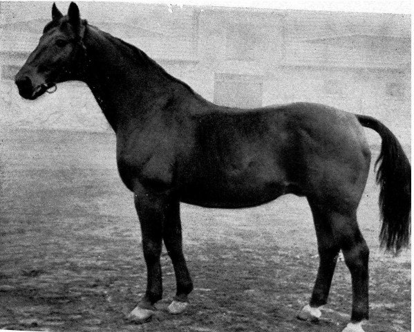 stallion Festpreis (Hanoverian, 1935, from Feiner Kerl)