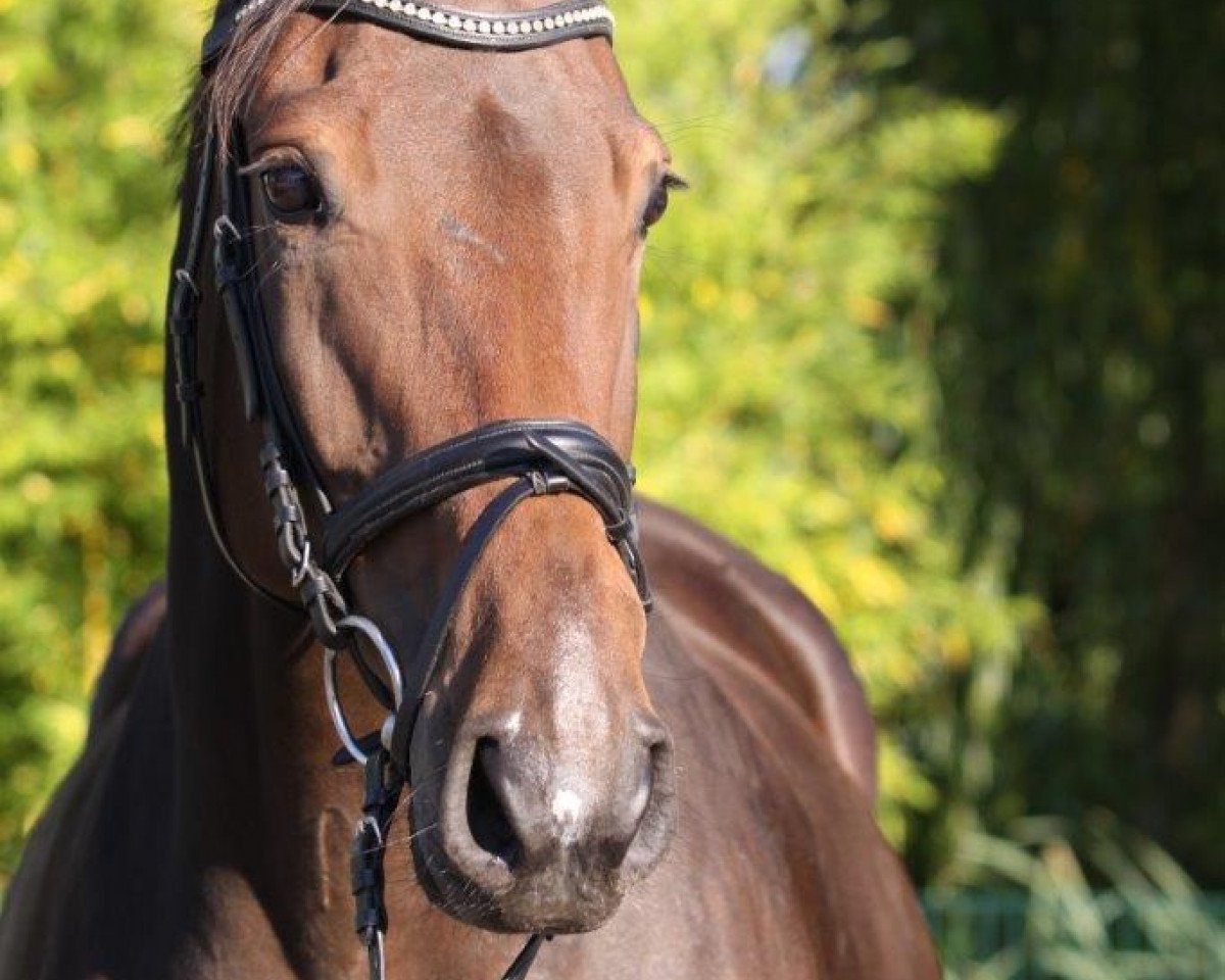 broodmare Loxana 3 (Rhinelander, 2006, from Lord Loxley I)
