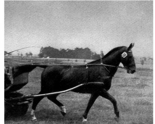 broodmare Goldika (Hanoverian, 1940, from Goldfisch II)