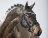 dressage horse Chronospace (German Riding Pony, 2011, from Can Dance 3)