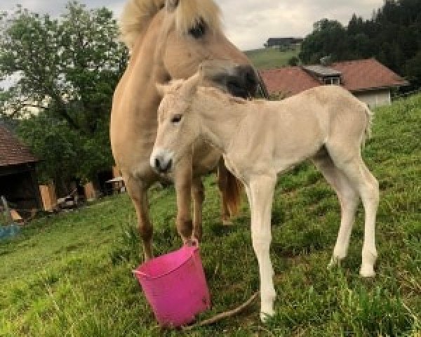 Pferd Ylvi (Fjordpferd, 2020, von Njord Halsnæs)