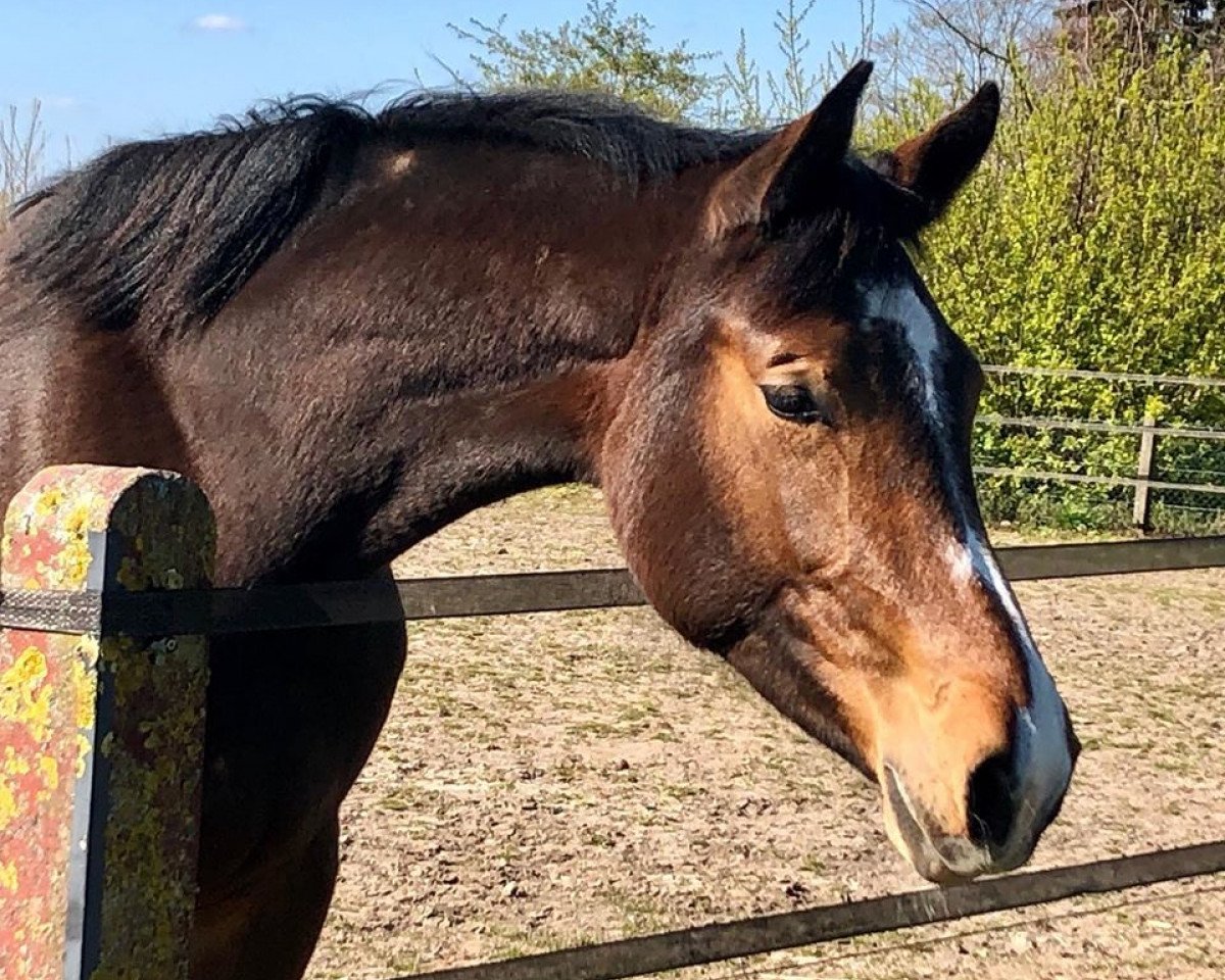 Springpferd Limbothellina SR (Westfale, 2018, von LIMBOTHELLO B)