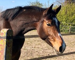 Springpferd Limbothellina SR (Westfale, 2018, von Limbothello B)