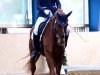 dressage horse Duke of Disneyland (Oldenburg, 2012, from Desperados FRH)