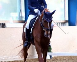 dressage horse Duke of Disneyland (Oldenburg, 2012, from Desperados FRH)