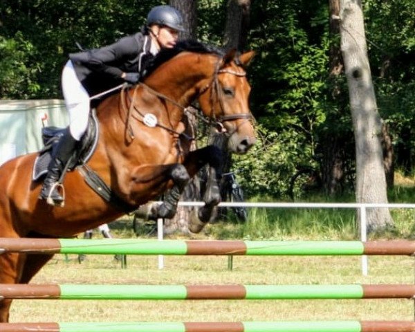 broodmare Lasandra 12 (German Sport Horse, 2009, from Levistano)