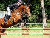 broodmare Lasandra 12 (German Sport Horse, 2009, from Levistano)