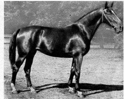 broodmare Filmmaid (Hanoverian, 1934, from Filmkoenig)